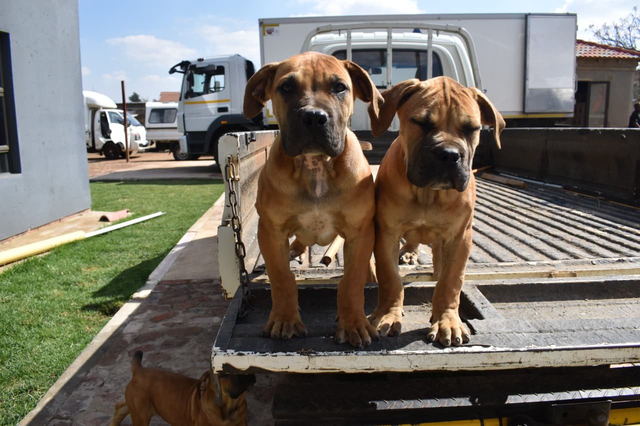 Litter 2 Male 1
